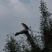 mini-IMG_1311